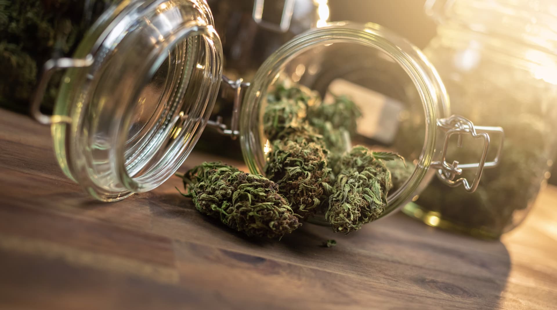Achetez vos fleurs et résines CBD premium sur Megadose, votre CBDShop en ligne de confiance en France