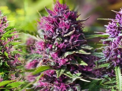 Achetez vos fleurs et résines CBD premium sur Megadose, votre CBDShop en ligne de confiance en France