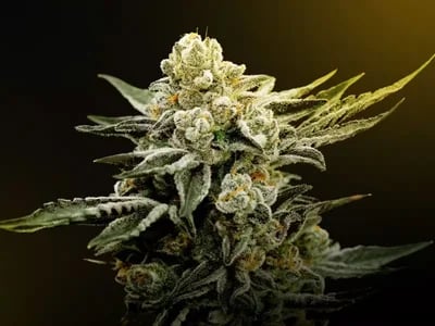 Legal Edibles Australia Online – Study on Edible Cannabis Consumption