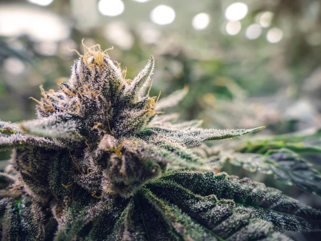 The Best Online THC Shop – Delta 8 THC Austin Offers Top Brands and Fast Nationwide Shipping