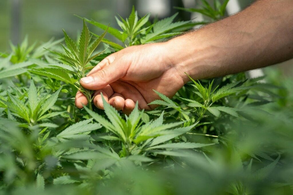CBD OG Kush for Wellness: Backed by Unwavering Service and Quality Assurance