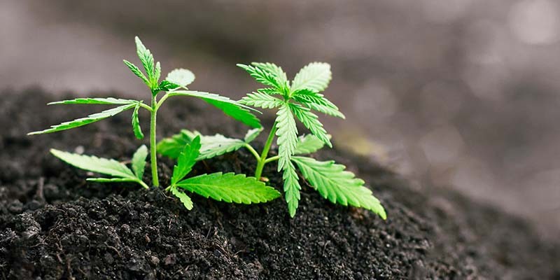 Buy THCa Wholesale Europe – Legal Infused Edibles and Gummies