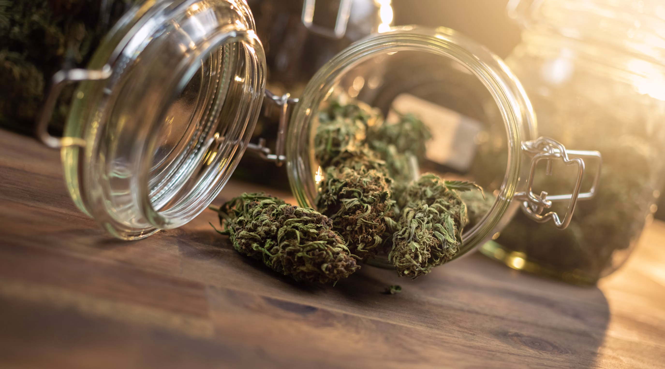 Achetez vos fleurs et résines CBD premium sur Megadose, votre CBDShop en ligne de confiance en France