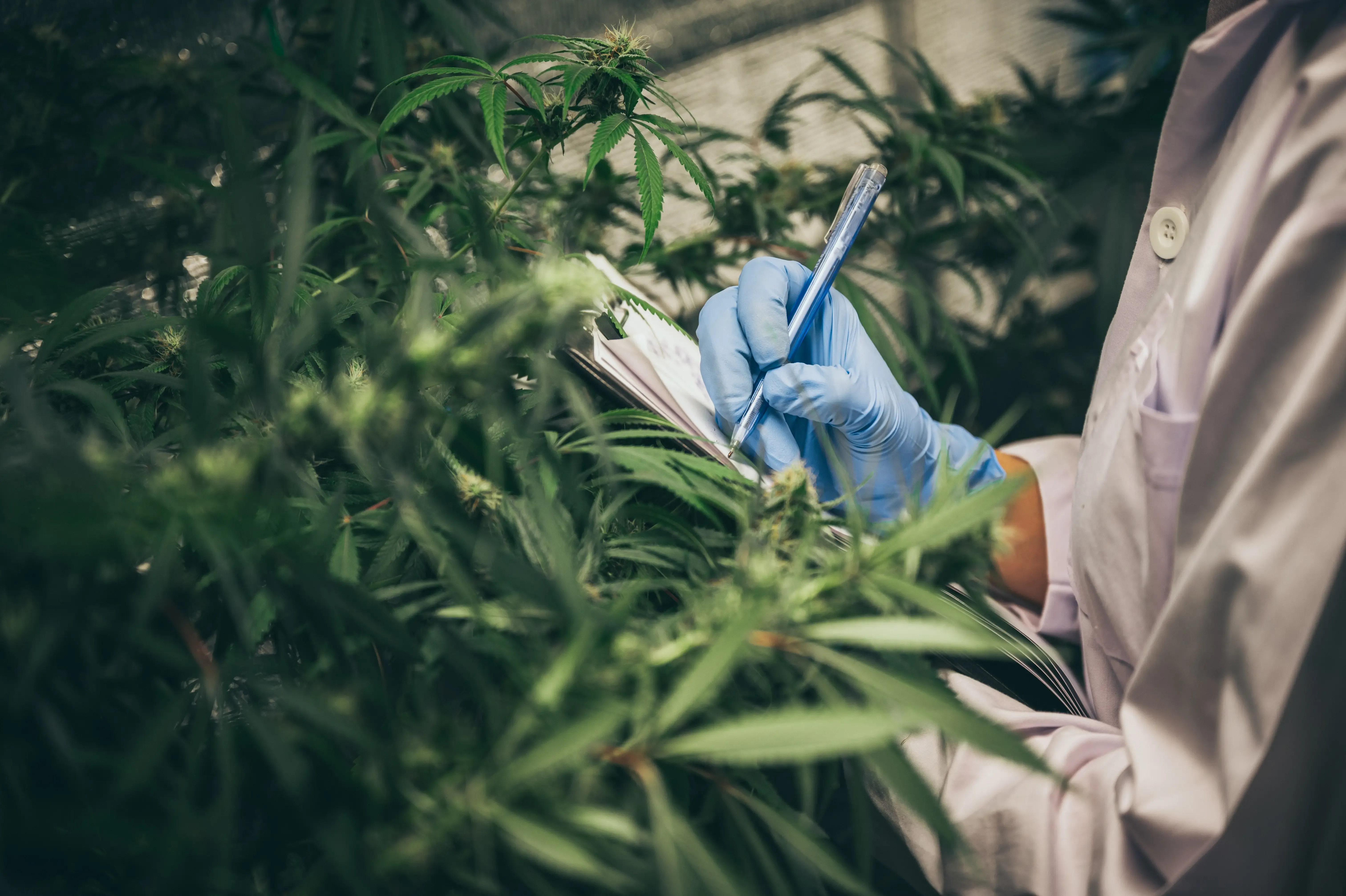 Europe’s Most Trusted Cannabis Shop – Why Thousands Buy Marijuana Online Europe Here