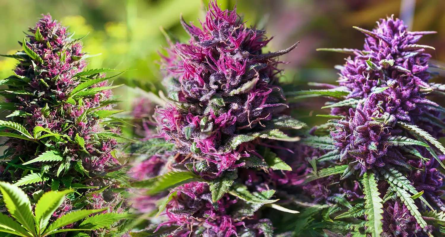 Achetez vos fleurs et résines CBD premium sur Megadose, votre CBDShop en ligne de confiance en France