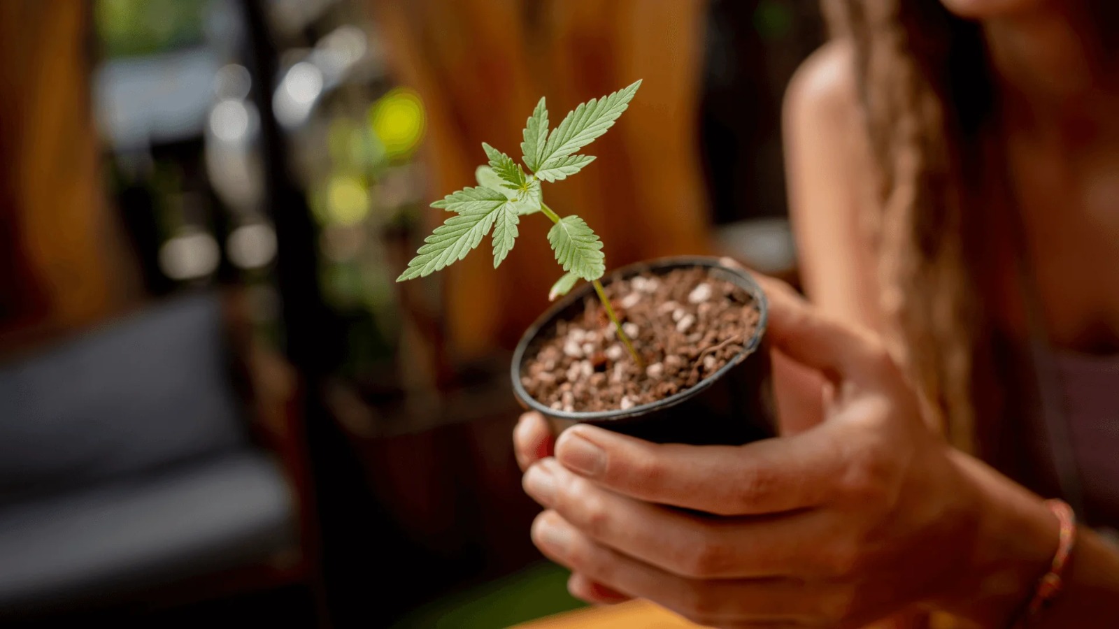 Legal Edibles Australia Online – Study on Edible Cannabis Consumption