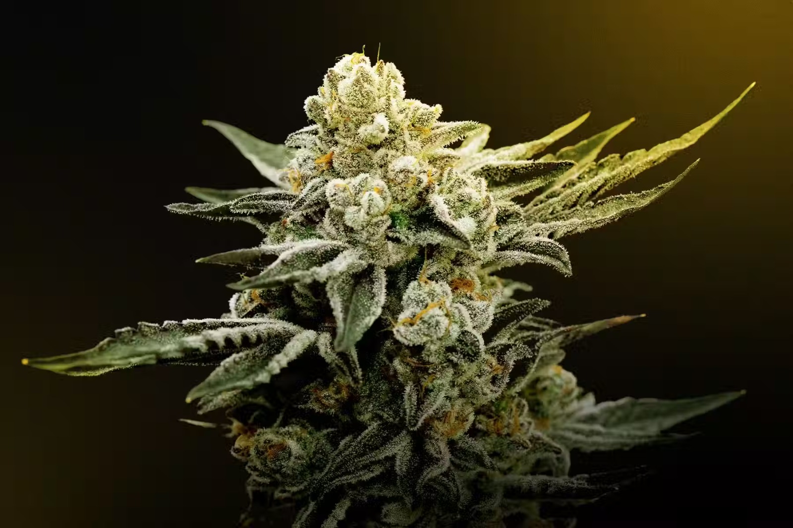 Legal Edibles Australia Online – Study on Edible Cannabis Consumption